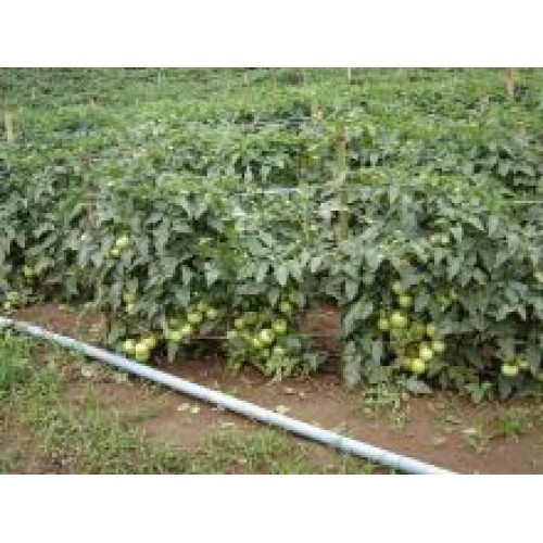 Tomate Express Gold F1