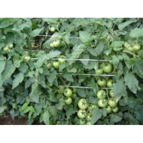 Tomate Express Gold F1